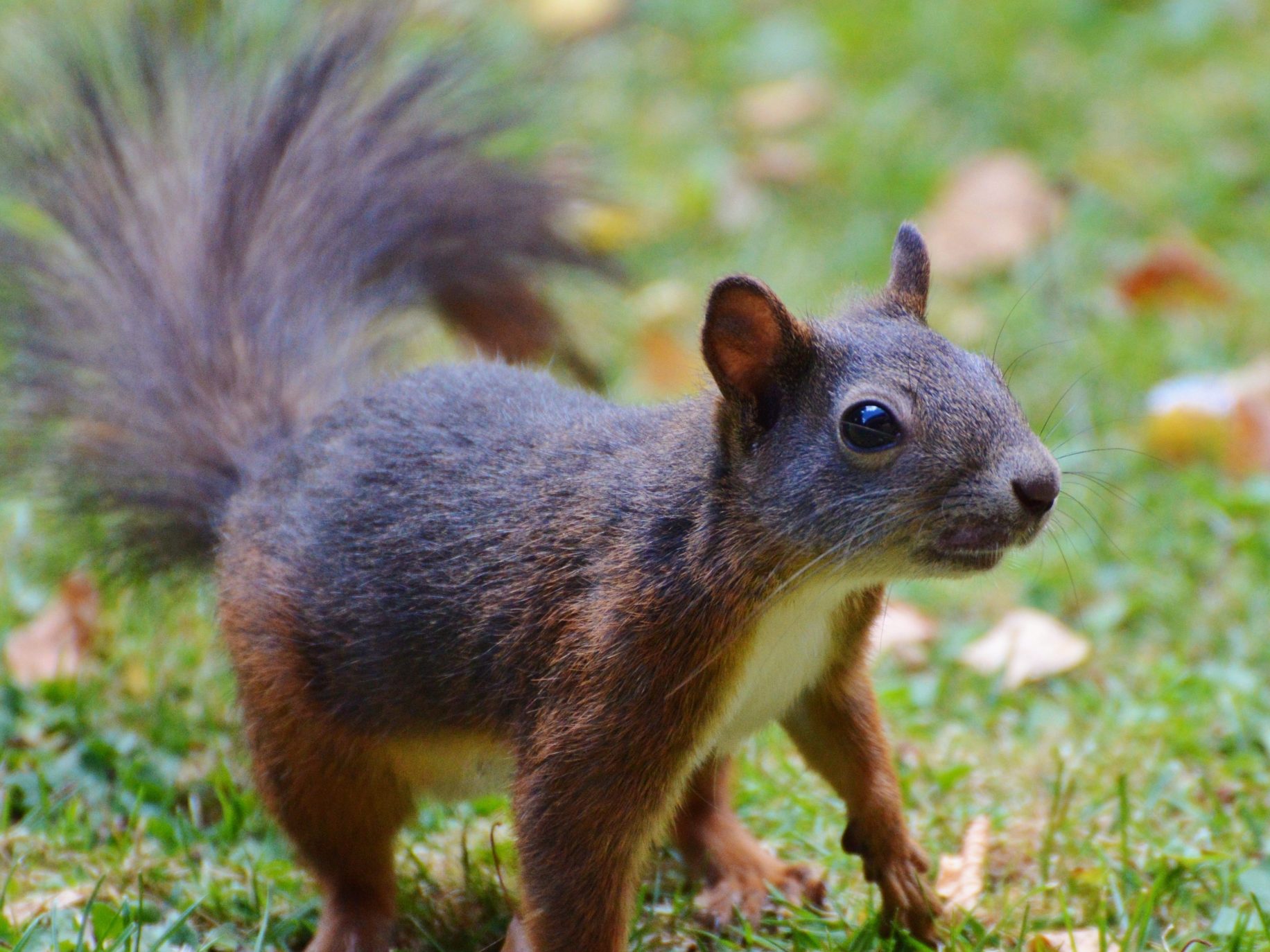 Meth Attack Squirrel Makes Us Laugh, Treatment Funding Makes Us Cry ...